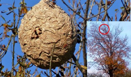 Intervention pour destruction d'un nid de frelons près de Villefranche de Lauragais
