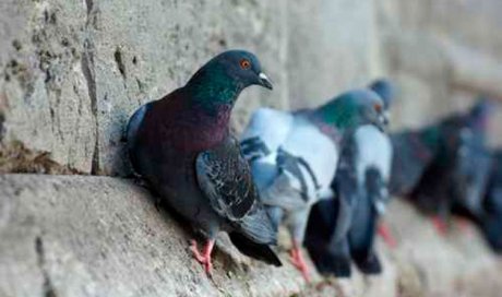 Pose de filets ou pics pour éloignement de pigeons à Albi 