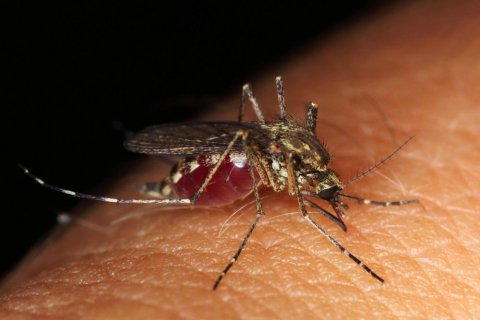 Piqûre de moustique - Toujours des PROMOS sur les pièges à moustiques à Villefranche de Lauragais !