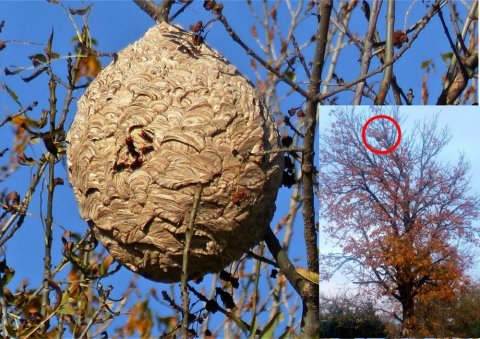 Intervention pour destruction d'un nid de frelons près de Villefranche de Lauragais