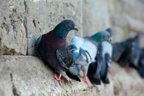 Pose de filets ou pics pour éloignement de pigeons à Albi 